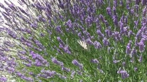 Borgo-Belfiore-Italy_lavendar_thumb