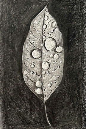 Drawing of a wet leaf graduate work