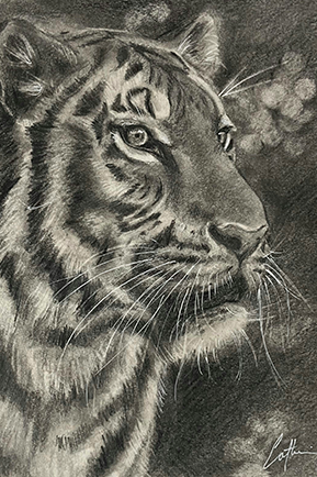 Charcoal drawing of a tiger graduate work