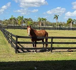 Sarasota-House-Horse-500x