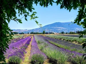 cosa-vedere-assisi-oggi