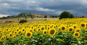 sunflowers-summer-storm